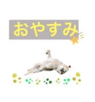 ロッキーfriends（個別スタンプ：40）