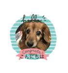 愛犬ハッピーくん（個別スタンプ：1）
