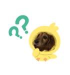 愛犬ハッピーくん（個別スタンプ：5）
