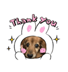 愛犬ハッピーくん（個別スタンプ：7）