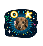 愛犬ハッピーくん（個別スタンプ：8）