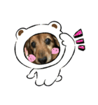 愛犬ハッピーくん（個別スタンプ：9）