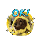 愛犬ハッピーくん（個別スタンプ：15）