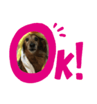 愛犬ハッピーくん（個別スタンプ：22）