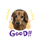 愛犬ハッピーくん（個別スタンプ：24）