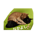 茶トラ2020（個別スタンプ：5）