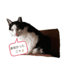 茶トラ2020（個別スタンプ：7）