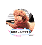 トイプードル♡もなちゃん♡（個別スタンプ：8）