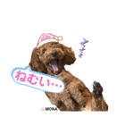 トイプードル♡もなちゃん♡（個別スタンプ：10）
