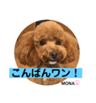 トイプードル♡もなちゃん♡（個別スタンプ：13）