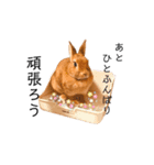 ぽこさんのスタンプ2（個別スタンプ：16）