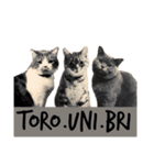 スットボ家の猫達（個別スタンプ：1）