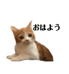 スットボ家の猫達（個別スタンプ：2）