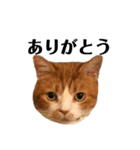 スットボ家の猫達（個別スタンプ：3）