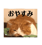 スットボ家の猫達（個別スタンプ：5）