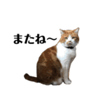 スットボ家の猫達（個別スタンプ：7）