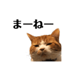 スットボ家の猫達（個別スタンプ：9）
