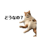 スットボ家の猫達（個別スタンプ：10）