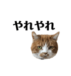 スットボ家の猫達（個別スタンプ：11）