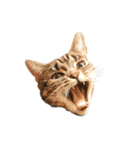 スットボ家の猫達（個別スタンプ：12）