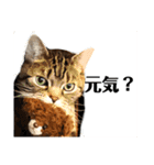 スットボ家の猫達（個別スタンプ：14）