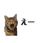 スットボ家の猫達（個別スタンプ：17）