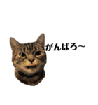 スットボ家の猫達（個別スタンプ：18）