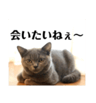 スットボ家の猫達（個別スタンプ：26）