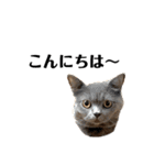 スットボ家の猫達（個別スタンプ：31）