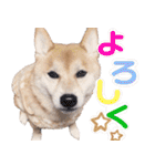 柴犬 ももたくん（個別スタンプ：10）