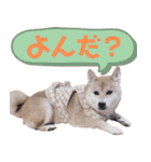 柴犬 ももたくん（個別スタンプ：19）