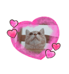 ほのわんか可愛いねこすたんぷ（個別スタンプ：1）