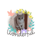 ほのわんか可愛いねこすたんぷ（個別スタンプ：3）