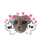 ほのわんか可愛いねこすたんぷ（個別スタンプ：4）