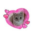 ほのわんか可愛いねこすたんぷ（個別スタンプ：5）
