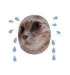 ほのわんか可愛いねこすたんぷ（個別スタンプ：8）
