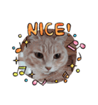 ほのわんか可愛いねこすたんぷ（個別スタンプ：11）