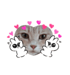 ほのわんか可愛いねこすたんぷ（個別スタンプ：12）