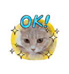 ほのわんか可愛いねこすたんぷ（個別スタンプ：15）