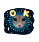 ほのわんか可愛いねこすたんぷ（個別スタンプ：16）