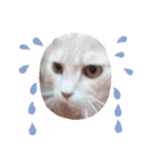 ほのわんか可愛いねこすたんぷ（個別スタンプ：17）
