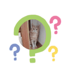 ほのわんか可愛いねこすたんぷ（個別スタンプ：18）
