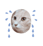 ほのわんか可愛いねこすたんぷ（個別スタンプ：20）