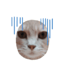 ほのわんか可愛いねこすたんぷ（個別スタンプ：21）