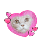 ほのわんか可愛いねこすたんぷ（個別スタンプ：23）