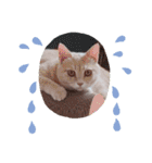 ほのわんか可愛いねこすたんぷ（個別スタンプ：27）