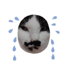 ほのわんか可愛いねこすたんぷ（個別スタンプ：28）