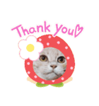 ほのわんか可愛いねこすたんぷ（個別スタンプ：29）