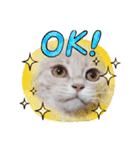 ほのわんか可愛いねこすたんぷ（個別スタンプ：32）