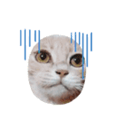 ほのわんか可愛いねこすたんぷ（個別スタンプ：33）